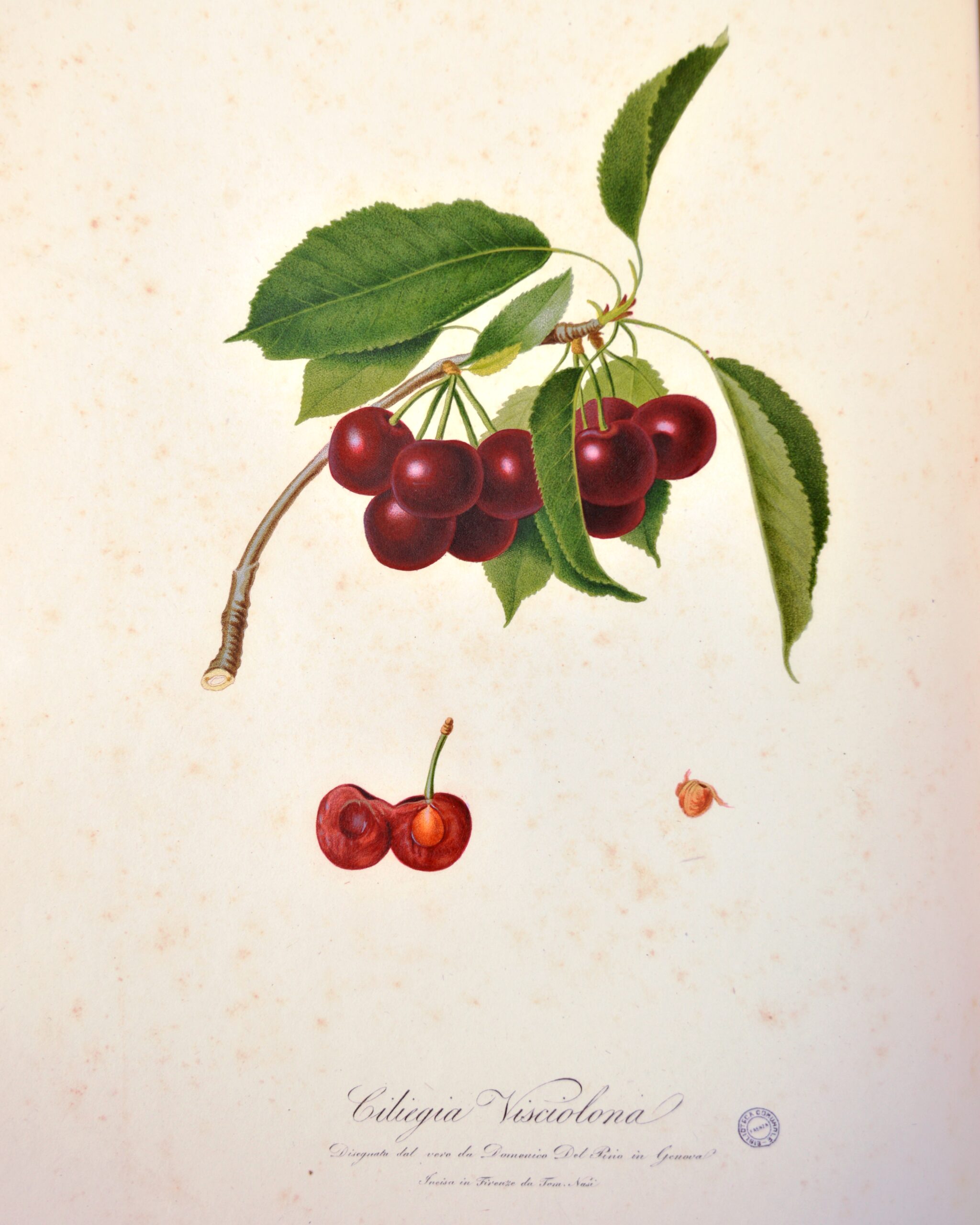 a painting of cherries on a branch with leaves