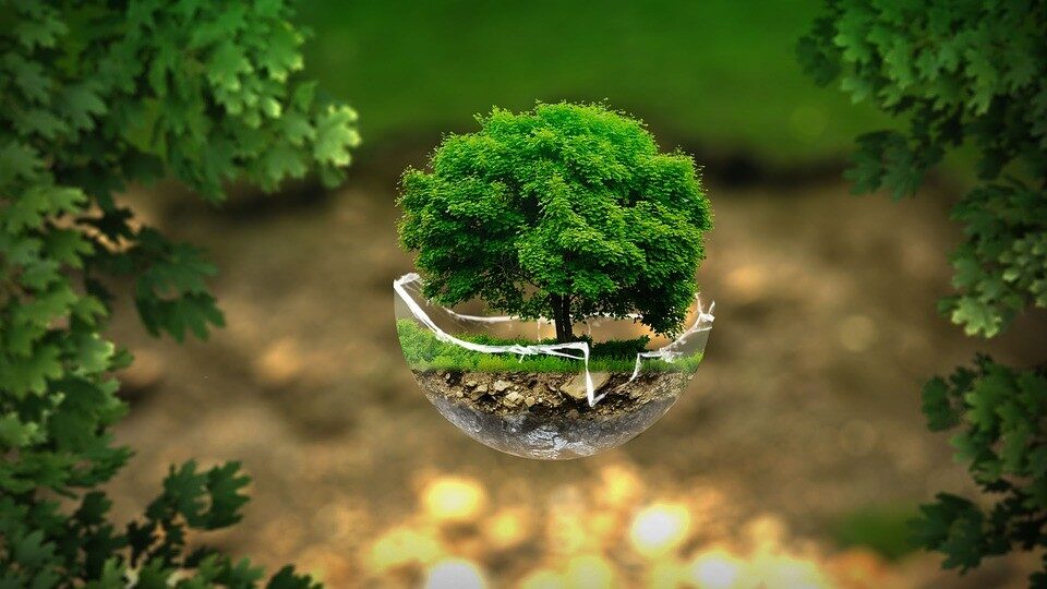 ecologia un albero verde in mezzo a un po' di terra