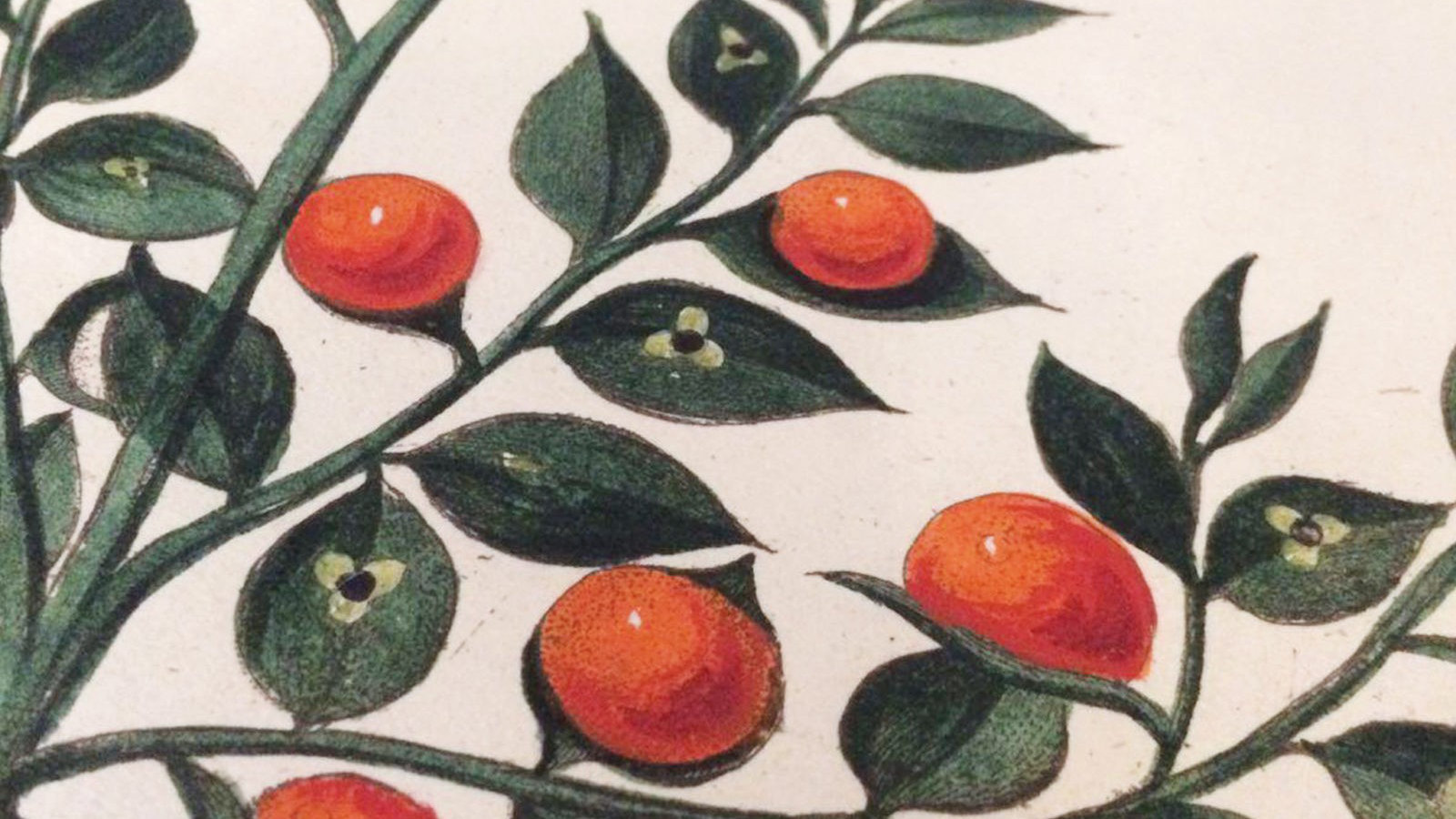 un dipinto di arance e foglie su sfondo bianco