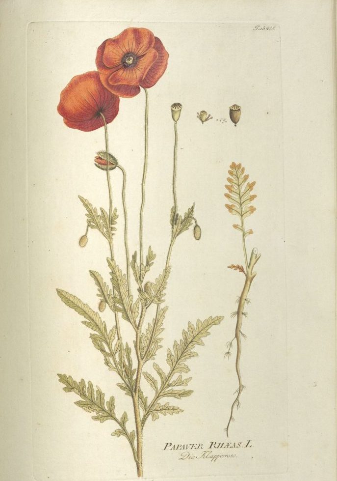 un libro aperto con un'immagine di fiori sopra