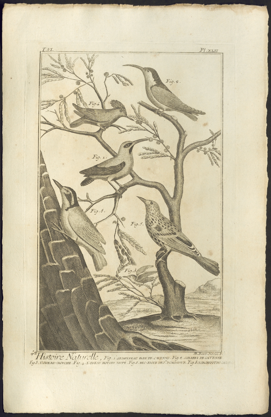 a group of birds sitting on top of a tree